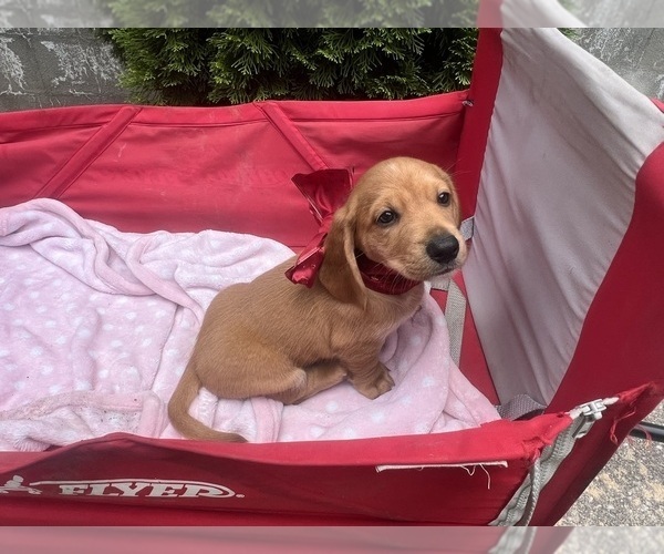 Medium Photo #2 Dachshund-Redbone Coonhound Mix Puppy For Sale in CORDOVA, MD, USA