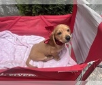 Puppy Ozzy Dachshund-Redbone Coonhound Mix