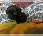 Puppy Belle Pug