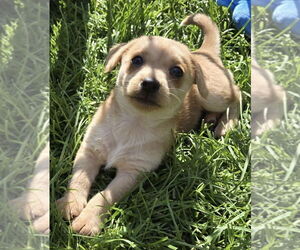 ShiChi Dogs for adoption in Banning, CA, USA