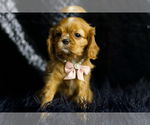 Small Photo #76 Cavalier King Charles Spaniel Puppy For Sale in WARSAW, IN, USA