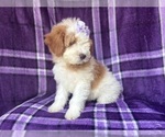 Small #5 Cavapoo