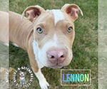 Small #21 Staffordshire Bull Terrier Mix