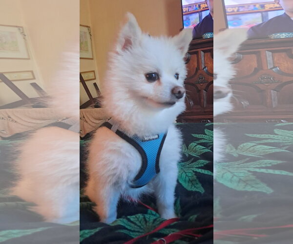 Medium Photo #2 Pomeranian Puppy For Sale in Harrisburg, PA, USA