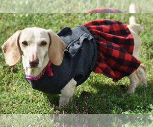 Luna in KY - Female Dachshund Dog for Adoption - Photo #11