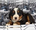 Puppy 8 Bernese Mountain Dog