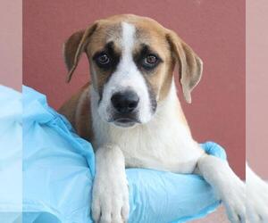 Mutt Dogs for adoption in San Antonio, TX, USA