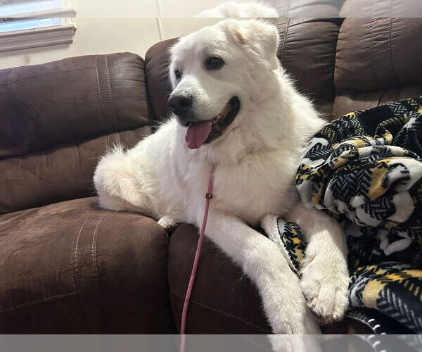Medium Photo #1 Great Pyrenees-Unknown Mix Puppy For Sale in Evansville, IN, USA