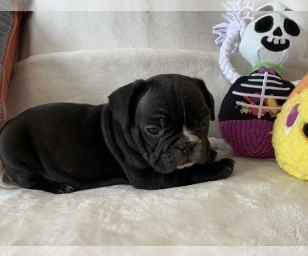 Medium Photo #8 French Bulldog Puppy For Sale in JOHNS ISLAND, SC, USA