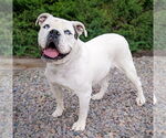 Small #1 Bulldog