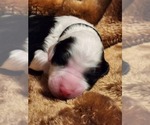 Small #1 Sheepadoodle