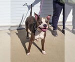 Small American Staffordshire Terrier