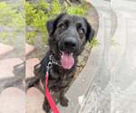 Small #2 Labrador Retriever Mix