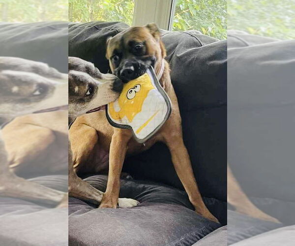 Medium Photo #2 Mutt Puppy For Sale in Germantown, OH, USA