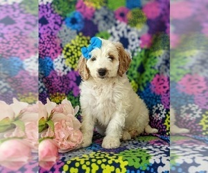 Goldendoodle (Miniature) Puppy for sale in GLEN ROCK, PA, USA