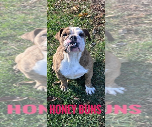 Medium Photo #1 Bulldog Puppy For Sale in BOWLING GREEN, KY, USA