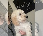 Small Photo #15 Labradoodle Puppy For Sale in AMARILLO, TX, USA