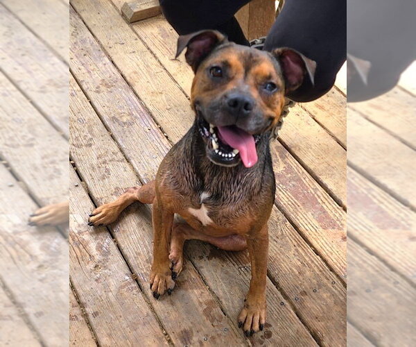 Medium Photo #1 American Pit Bull Terrier-German Shepherd Dog Mix Puppy For Sale in Wetumpka, AL, USA