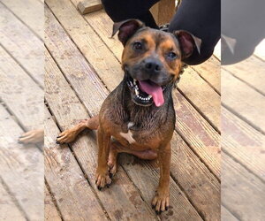 American Pit Bull Terrier-German Shepherd Dog Mix Dogs for adoption in Wetumpka, AL, USA