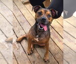 Small American Pit Bull Terrier-German Shepherd Dog Mix