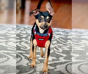 Rat Terrier Dogs for adoption in Atlanta, GA, USA