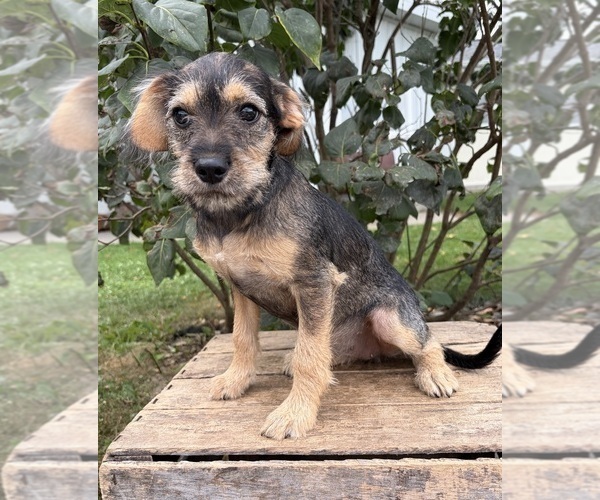 Medium Photo #1 Schnoodle (Miniature) Puppy For Sale in MIDDLEBURY, IN, USA