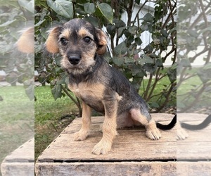 Schnoodle (Miniature) Puppy for sale in MIDDLEBURY, IN, USA