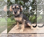 Image preview for Ad Listing. Nickname: Tilly