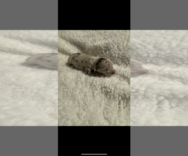 Medium Photo #6 Chihuahua Puppy For Sale in DALLAS, TX, USA