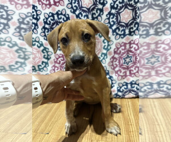 Medium Photo #2 Bluetick Coonhound-Redbone Coonhound Mix Puppy For Sale in Ball Ground, GA, USA