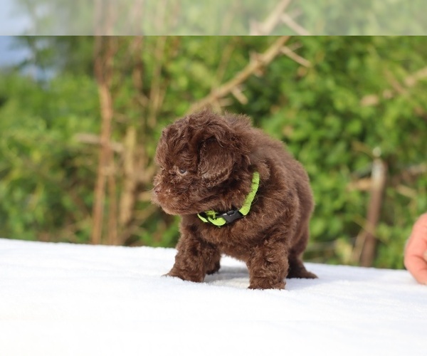 Medium Photo #30 ShihPoo Puppy For Sale in DYERSBURG, TN, USA