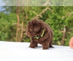 Small #29 ShihPoo