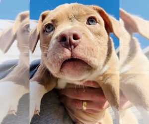 Medium American Bully