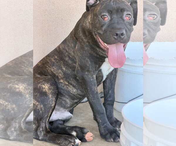 Medium Photo #3 Mastiff Puppy For Sale in Goodyear, AZ, USA