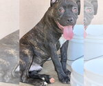 Small #2 Mastiff