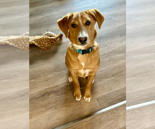 Medium Photo #2 Mutt Puppy For Sale in Laramie, WY, USA