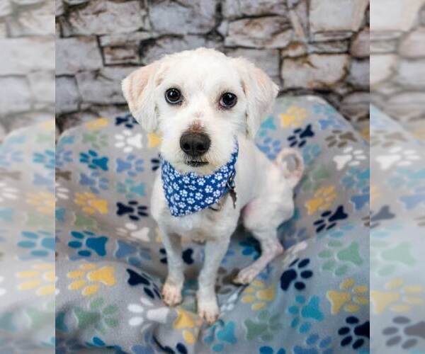 Medium Photo #6 Mutt Puppy For Sale in Kennesaw, GA, USA