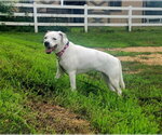 Small #1 American Bulldog-Beagle Mix