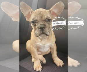 French Bulldog Puppy for sale in TAMPA, FL, USA