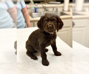 Boykin Spaniel Puppy for sale in EDMOND, OK, USA
