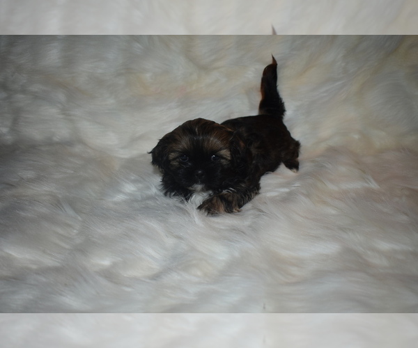 Medium Photo #4 Shih Tzu Puppy For Sale in FRESNO, CA, USA