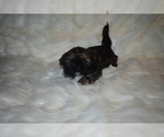 Small Photo #4 Shih Tzu Puppy For Sale in FRESNO, CA, USA
