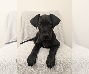 Great Dane Puppy for sale in COMMERCE CITY, CO, USA