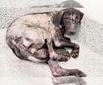 Small #1 Labrador Retriever Mix