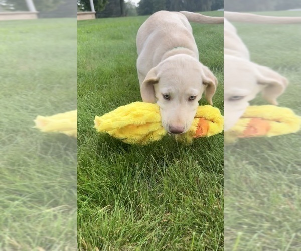 Medium Photo #11 Labrador Retriever Puppy For Sale in FREDERICKSBG, OH, USA