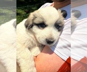Great Pyrenees Puppy for sale in DILLWYN, VA, USA