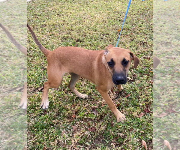 Medium Photo #6 Plott Hound-Unknown Mix Puppy For Sale in Canton, CT, USA