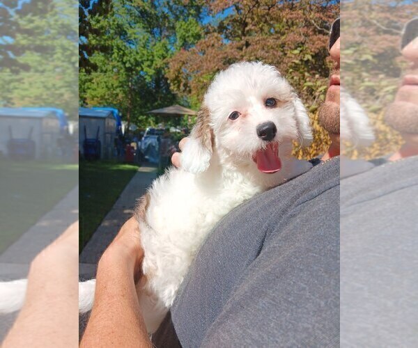 Medium Photo #14 Maltipoo Puppy For Sale in BRISTOL, PA, USA