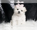 Small #2 Maltese