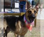 Small German Shepherd Dog Mix